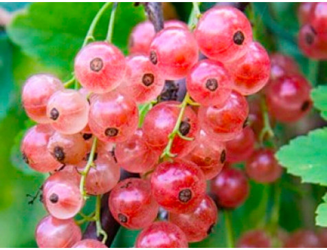 Смородина Роза Чайр (Красная) Смородина Роза Чайр (Красная)